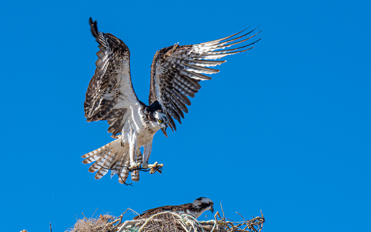 Osprey building a nest.