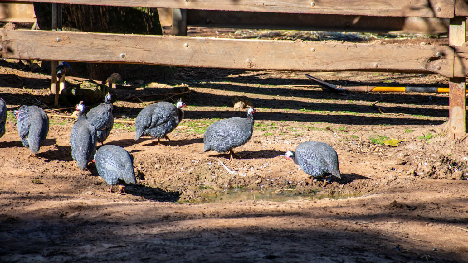 Guinea Fowl