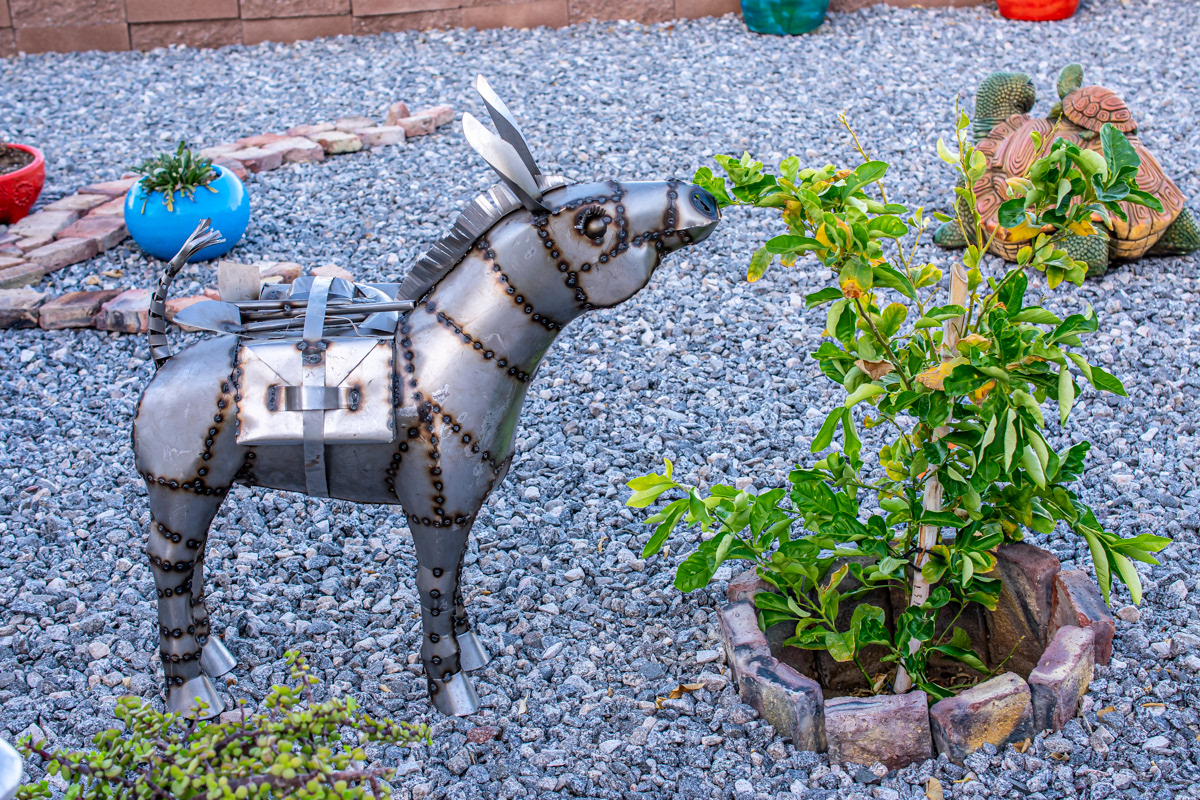 Pet burro.