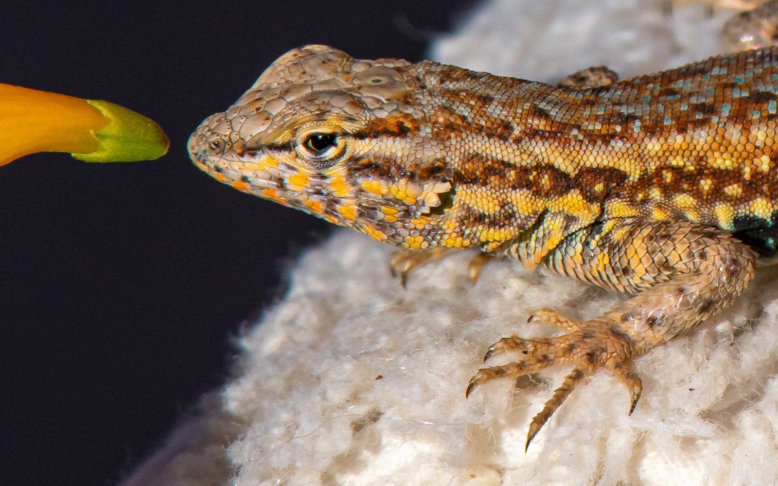 Common Sideblotched Lizard