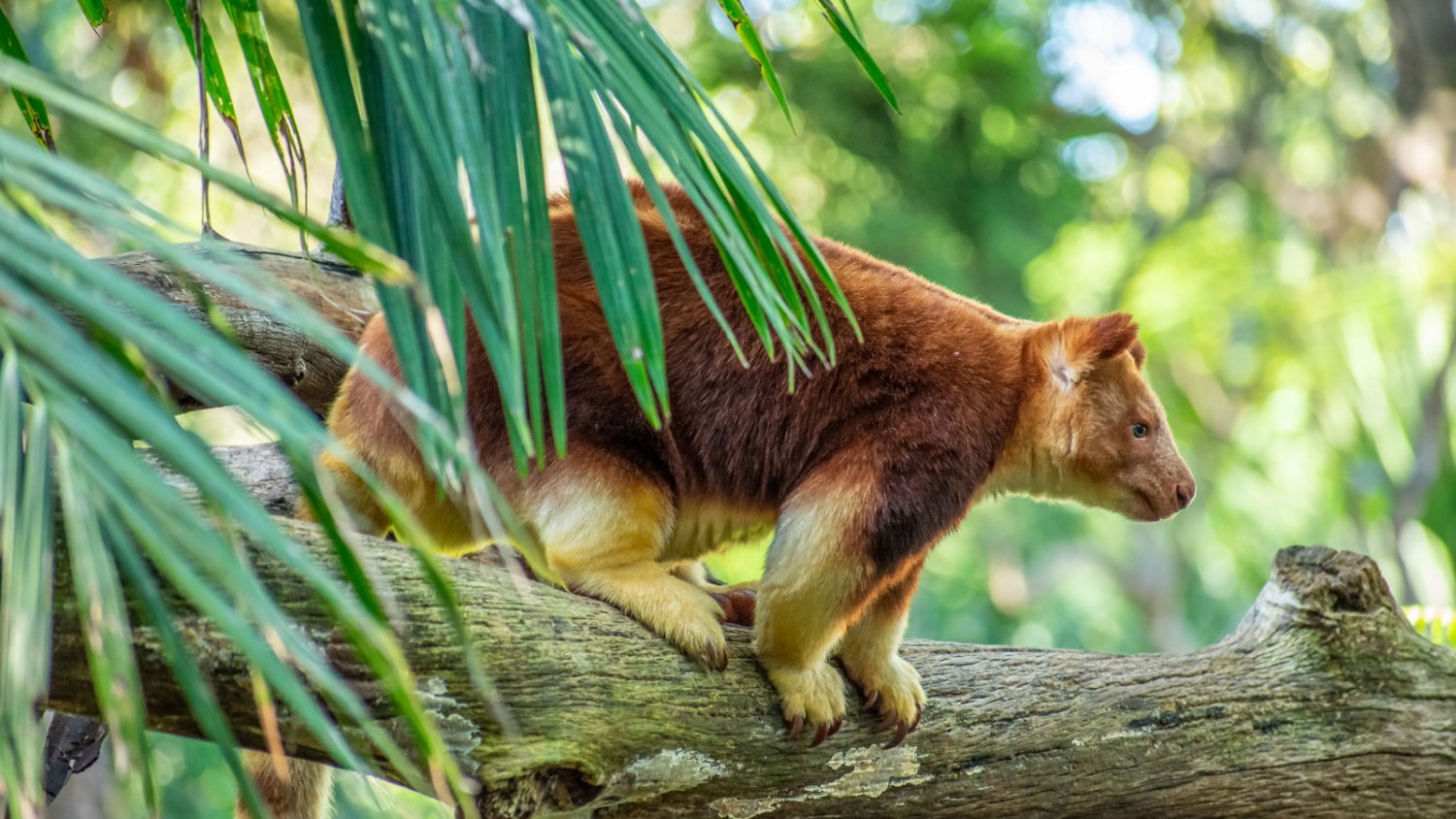 Goodfellow's Tree Kangaroo