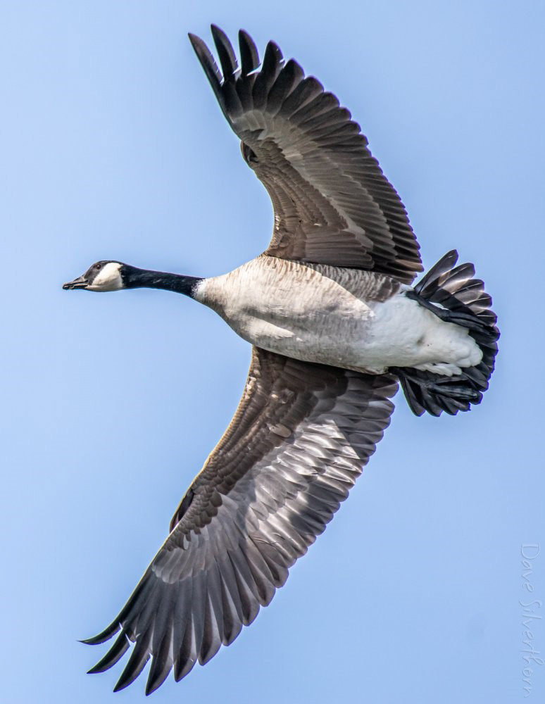 Canada Goose