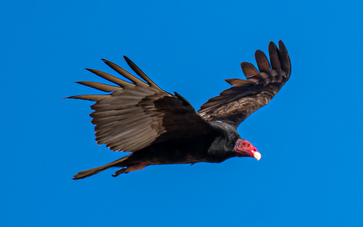 Turkey Vulture