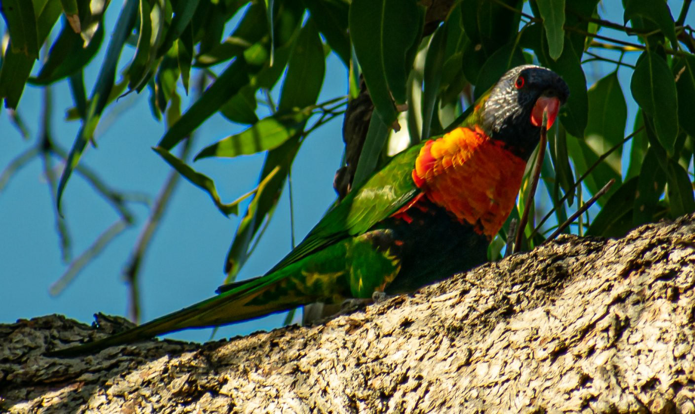 Rainbow Lorikeet (parrot)