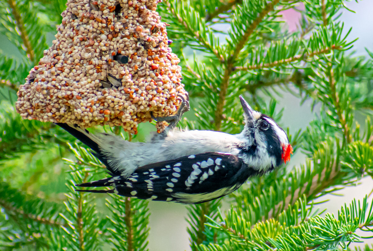 Downey Woodpecker