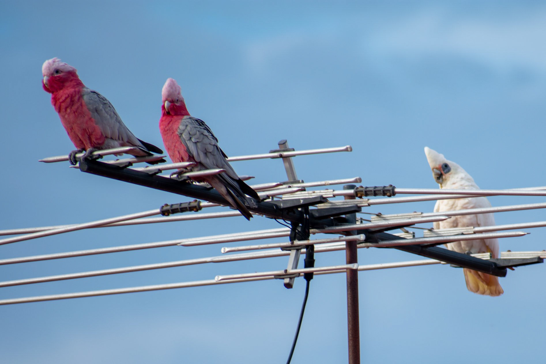 2 Galas and one Corella
