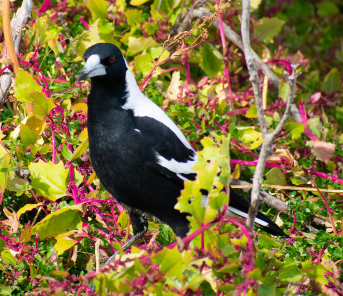 Australian Magpie