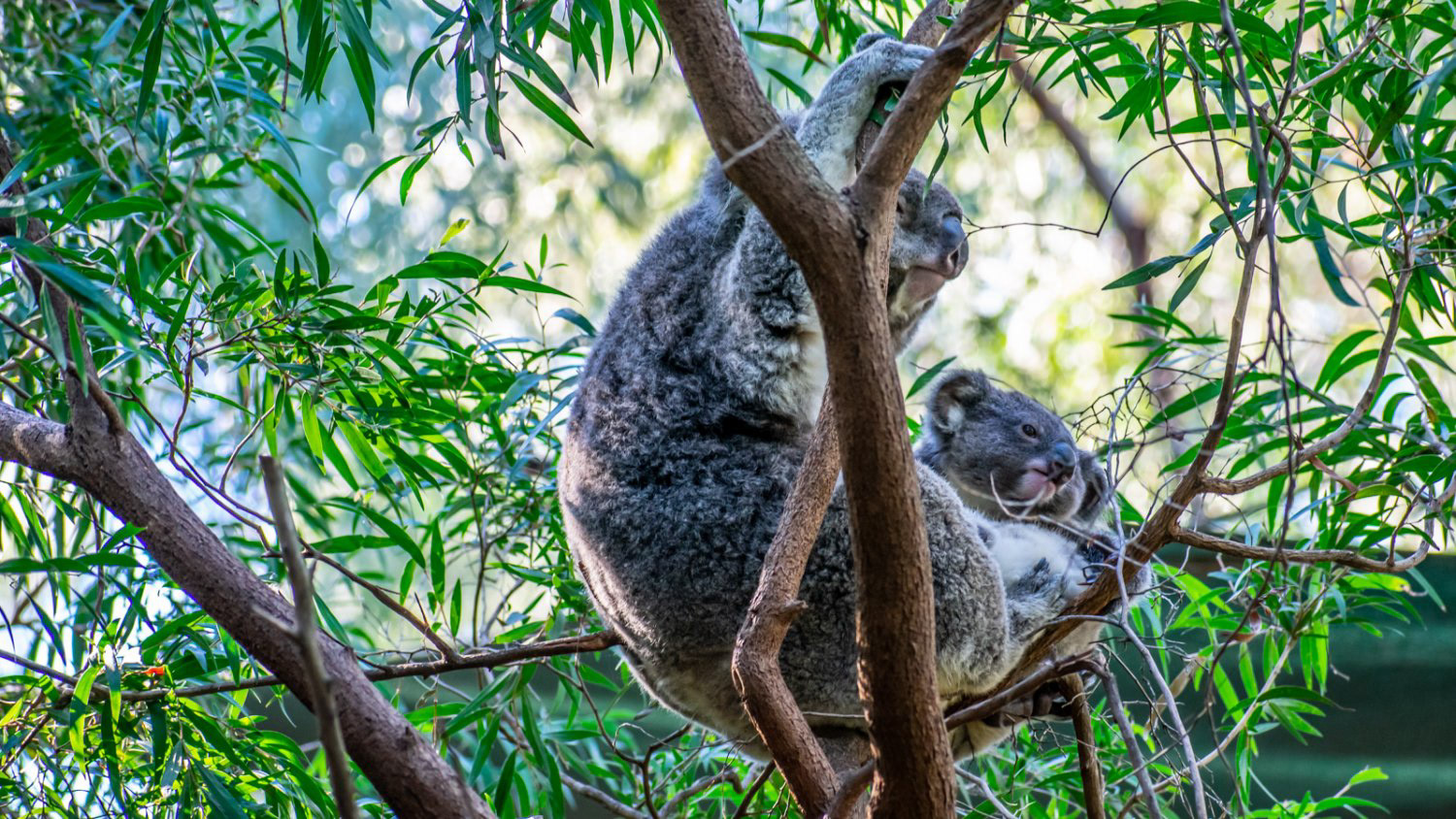 Mama & Baby Koala
