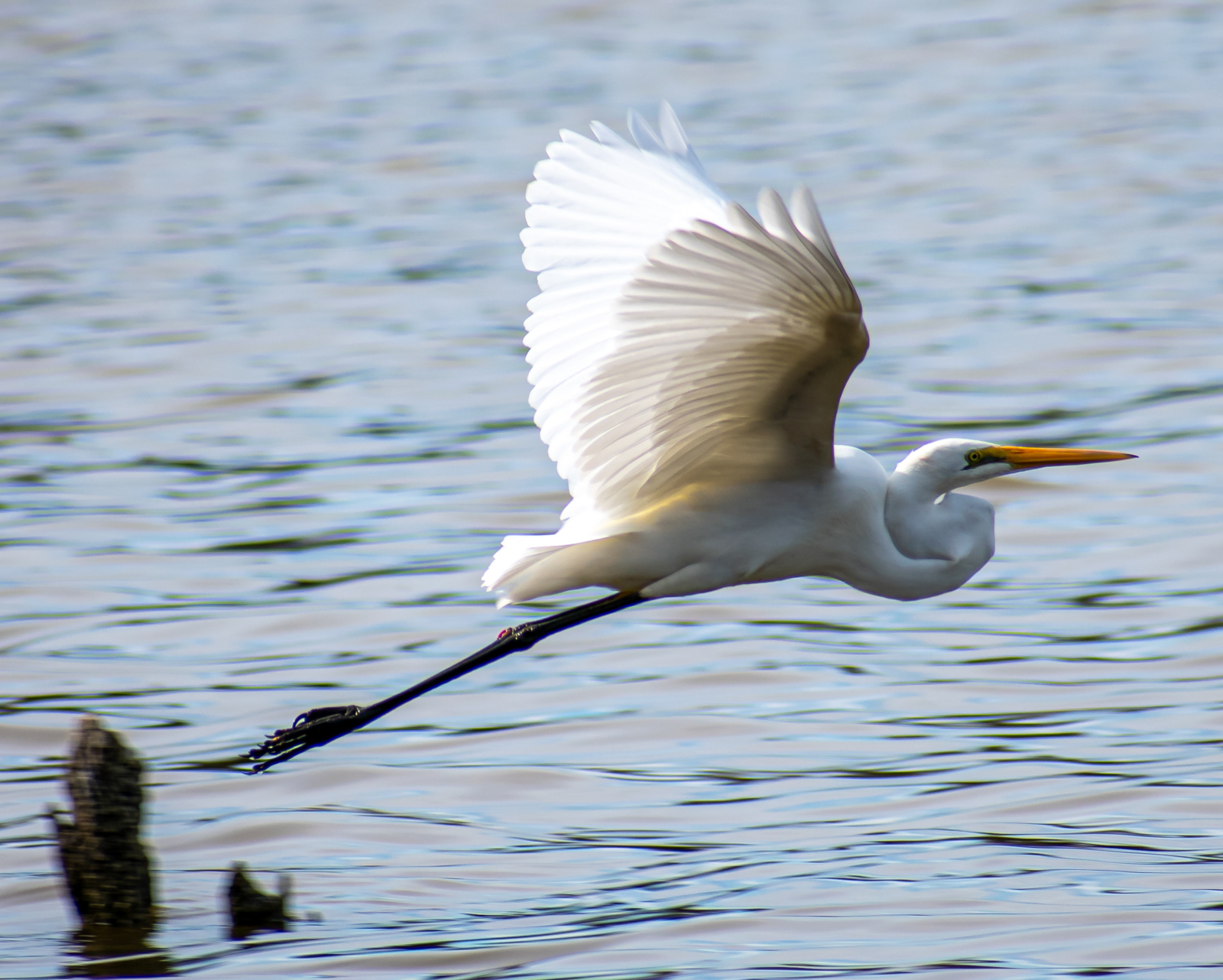 Eastern Great Egret