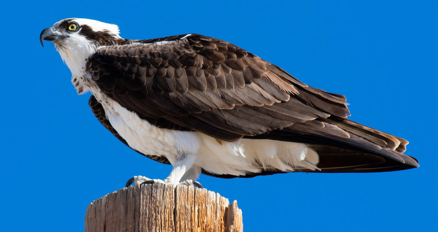 Osprey