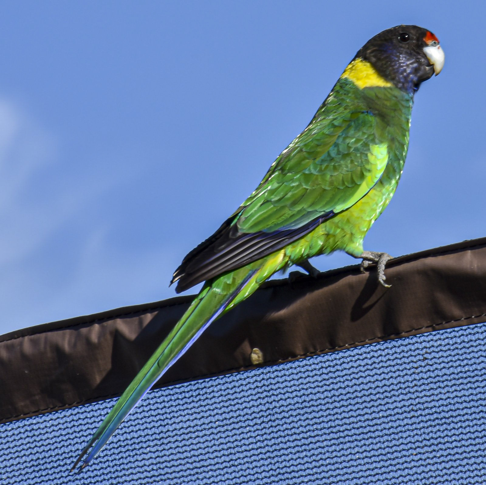 Australian Ringneck Parrot