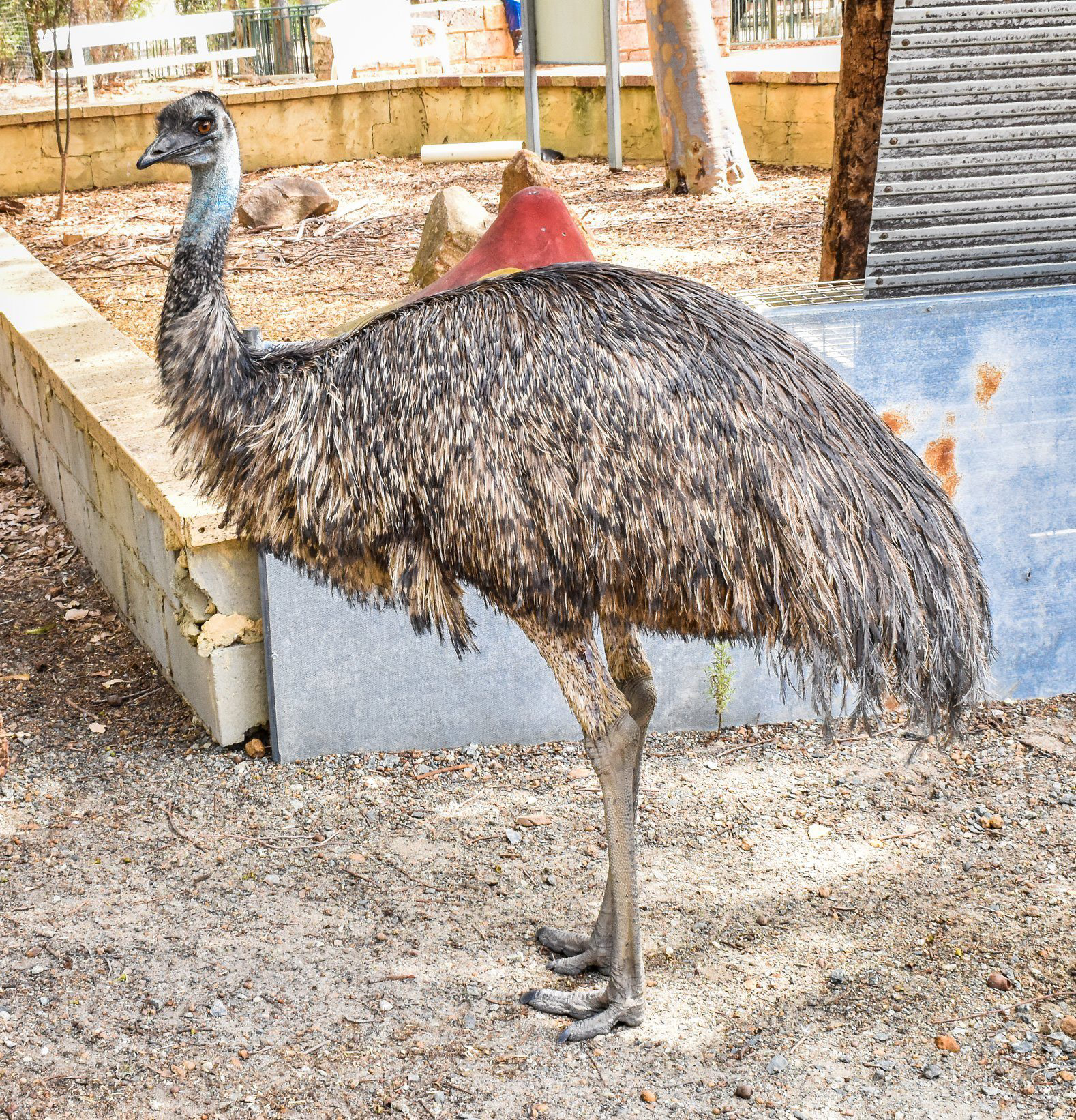 Emu