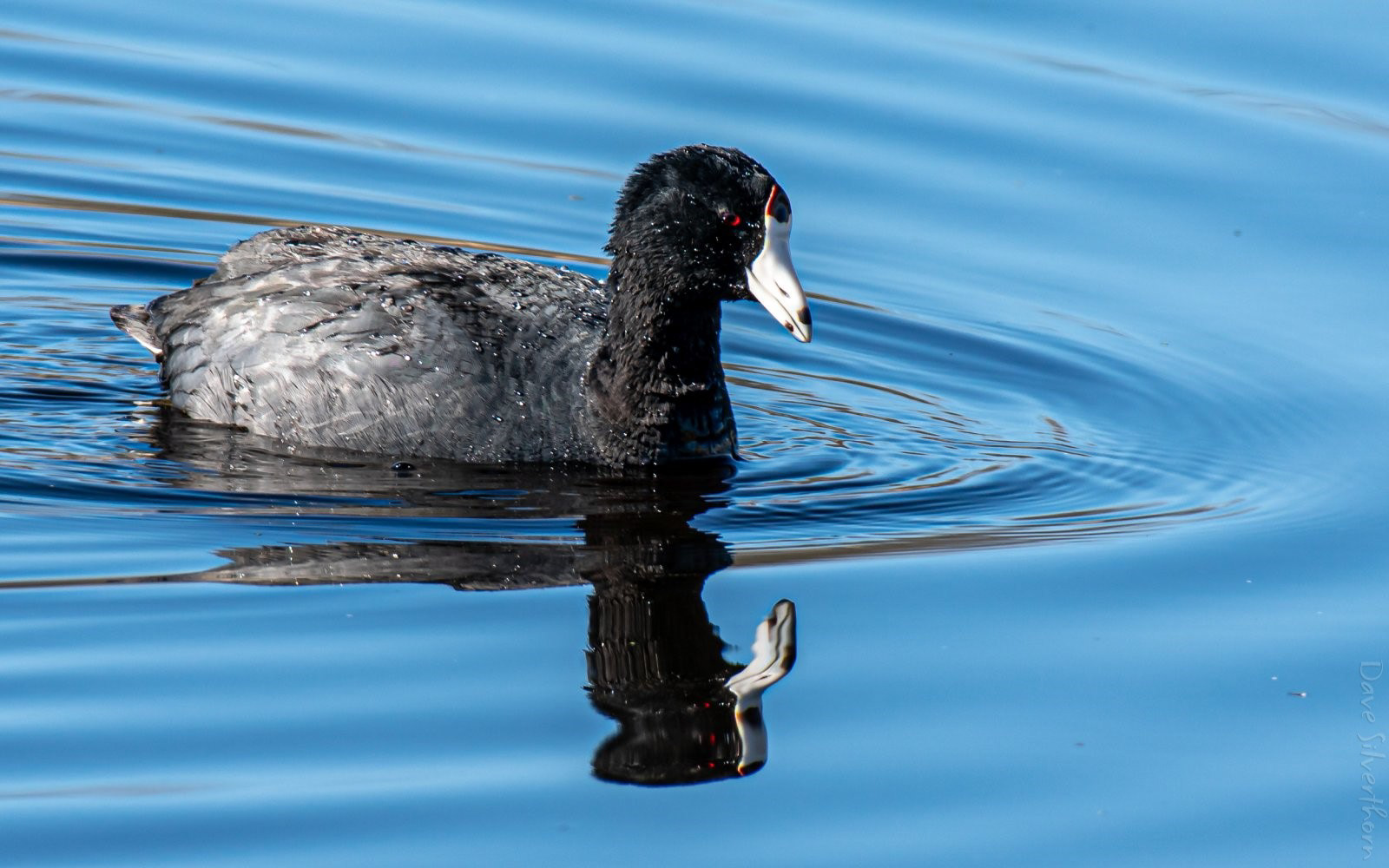 American Coot (Mud Hen)