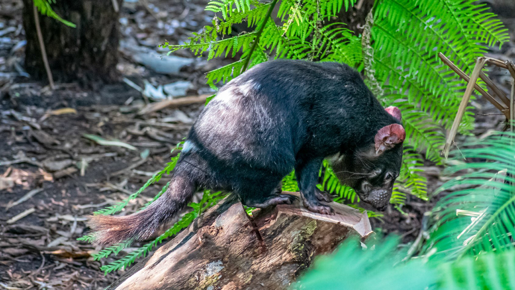 Tasmanian Devil