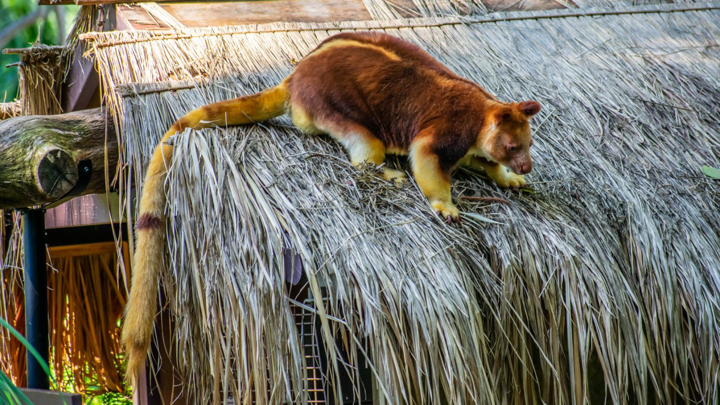 Goodfellow's Tree Kangaroo