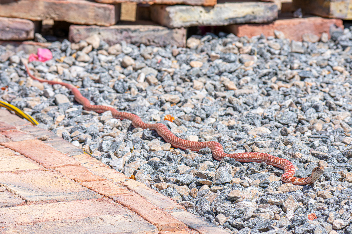 Coachwhip snake. (See notes below)