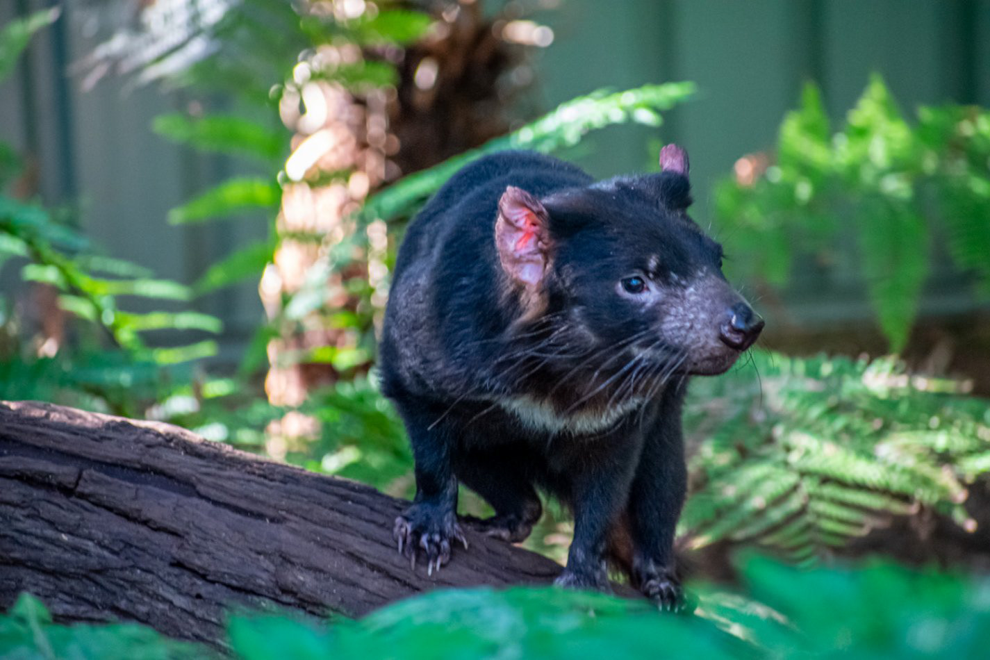 Tasmanian Devil