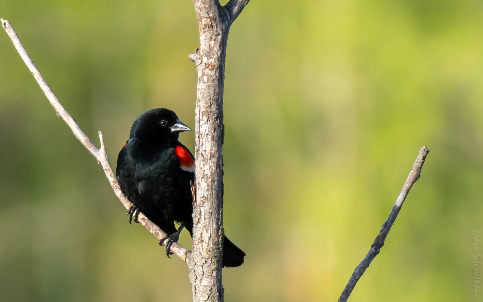 Red-winged Blackbird