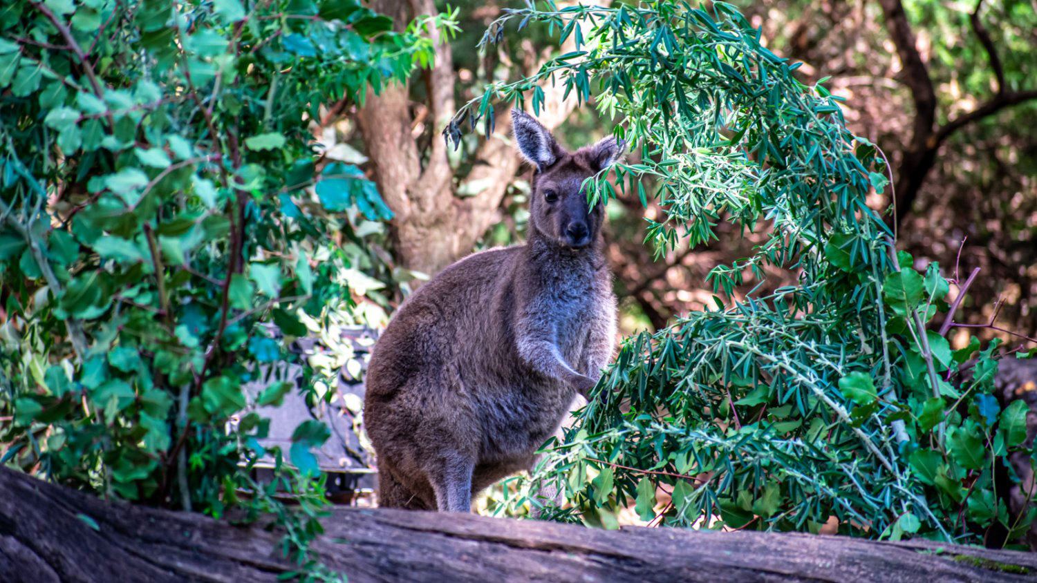 Western Grey Kangaroo