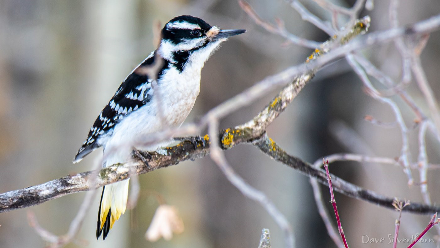 Downy Woodpecker