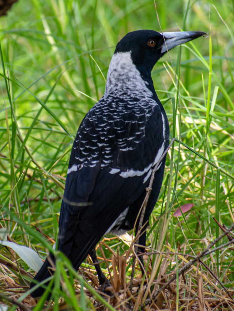 Australian magpie