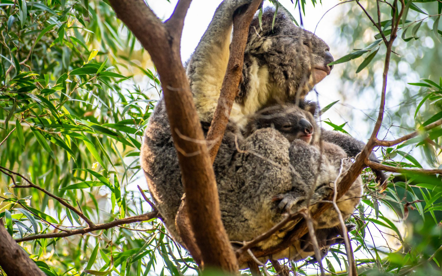 Mama & Baby Koala