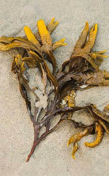 Inspiration - Seetang | Foto von Chris Stenger auf Unsplash