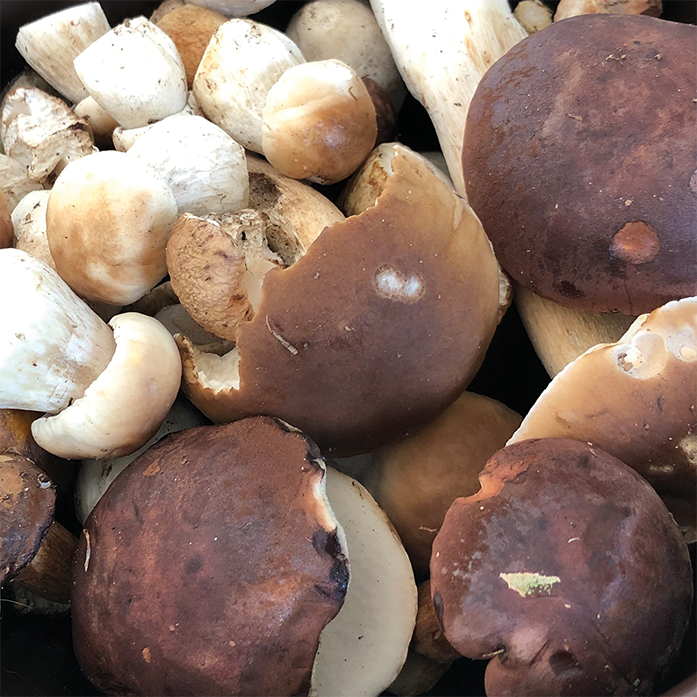 Frische Steinpilze