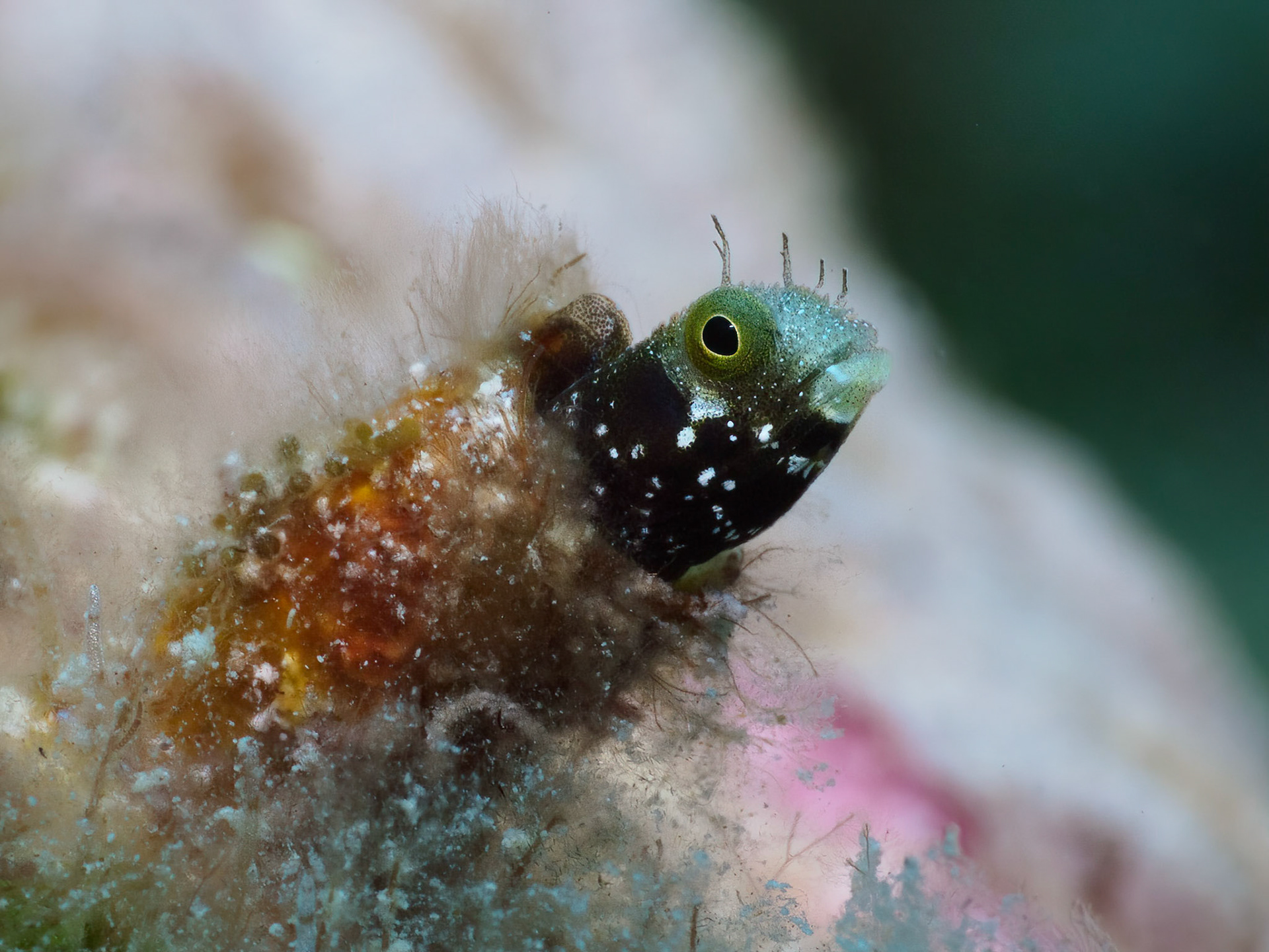 Spinyhead blenny