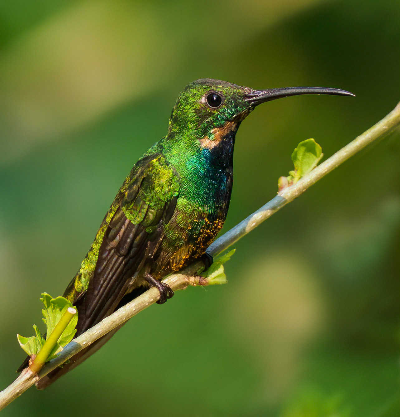 Green-breasted mango
