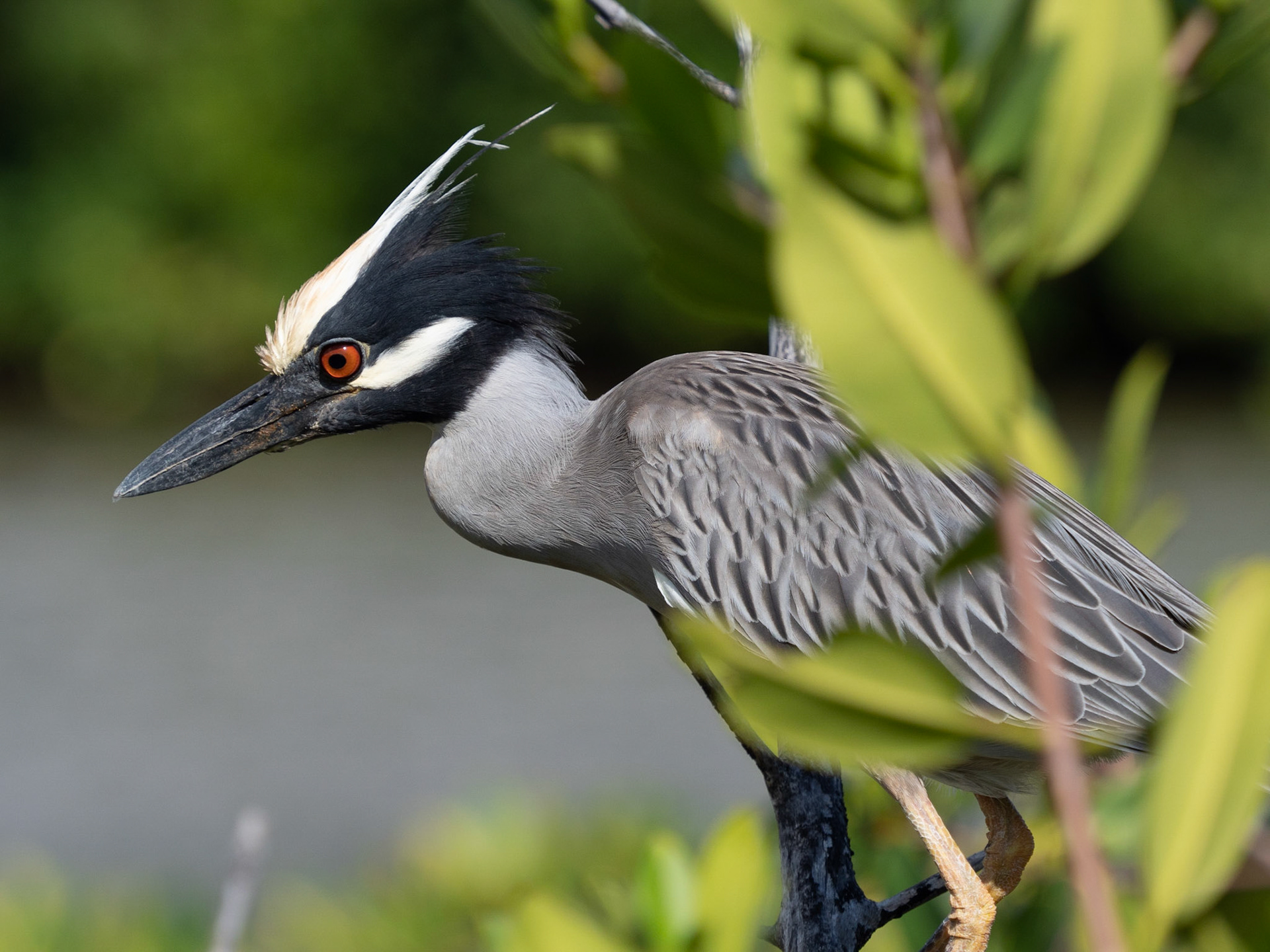 Yellow-crowned night heron
