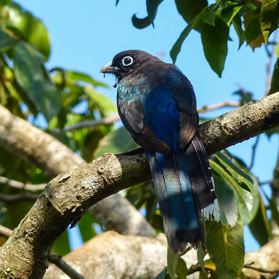White-tailed trogon