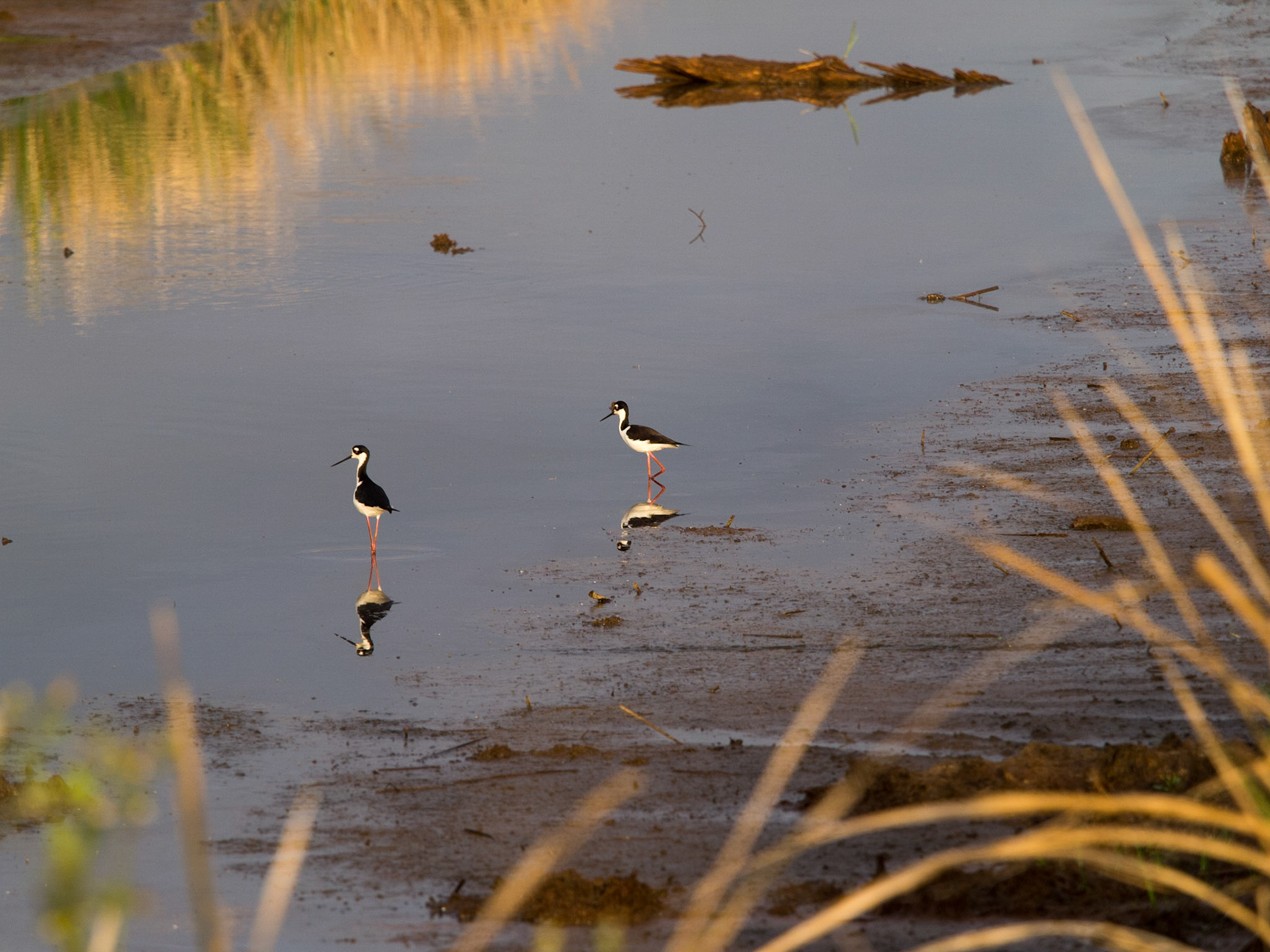 Black-necked stilts