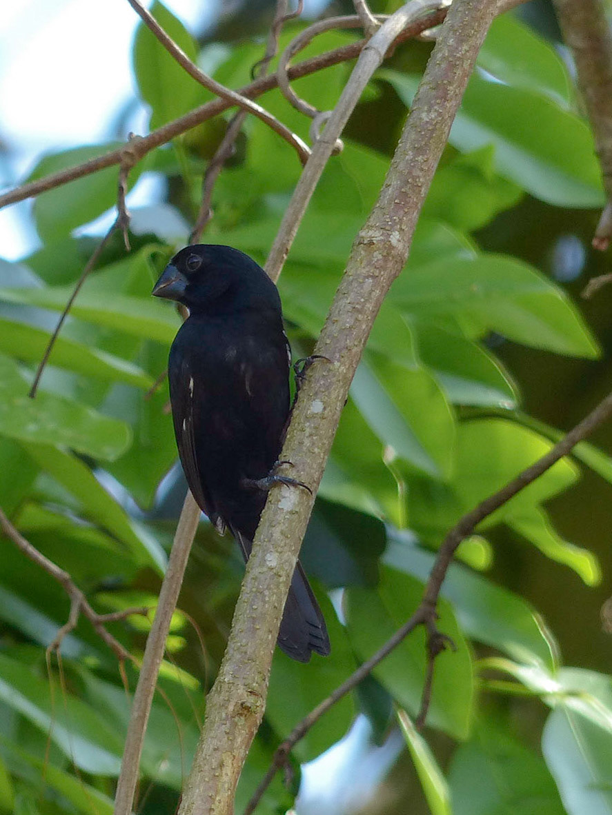 Variable seedeater
