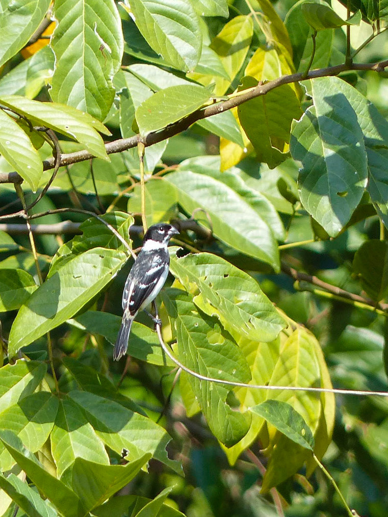 White-collared seedeater