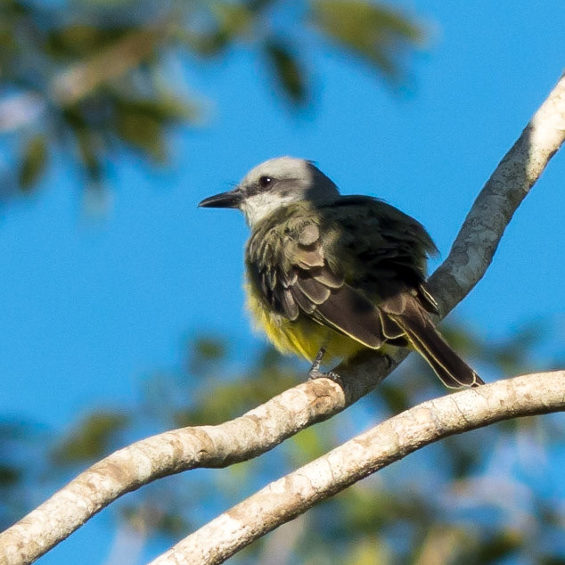 Tropical kingbird