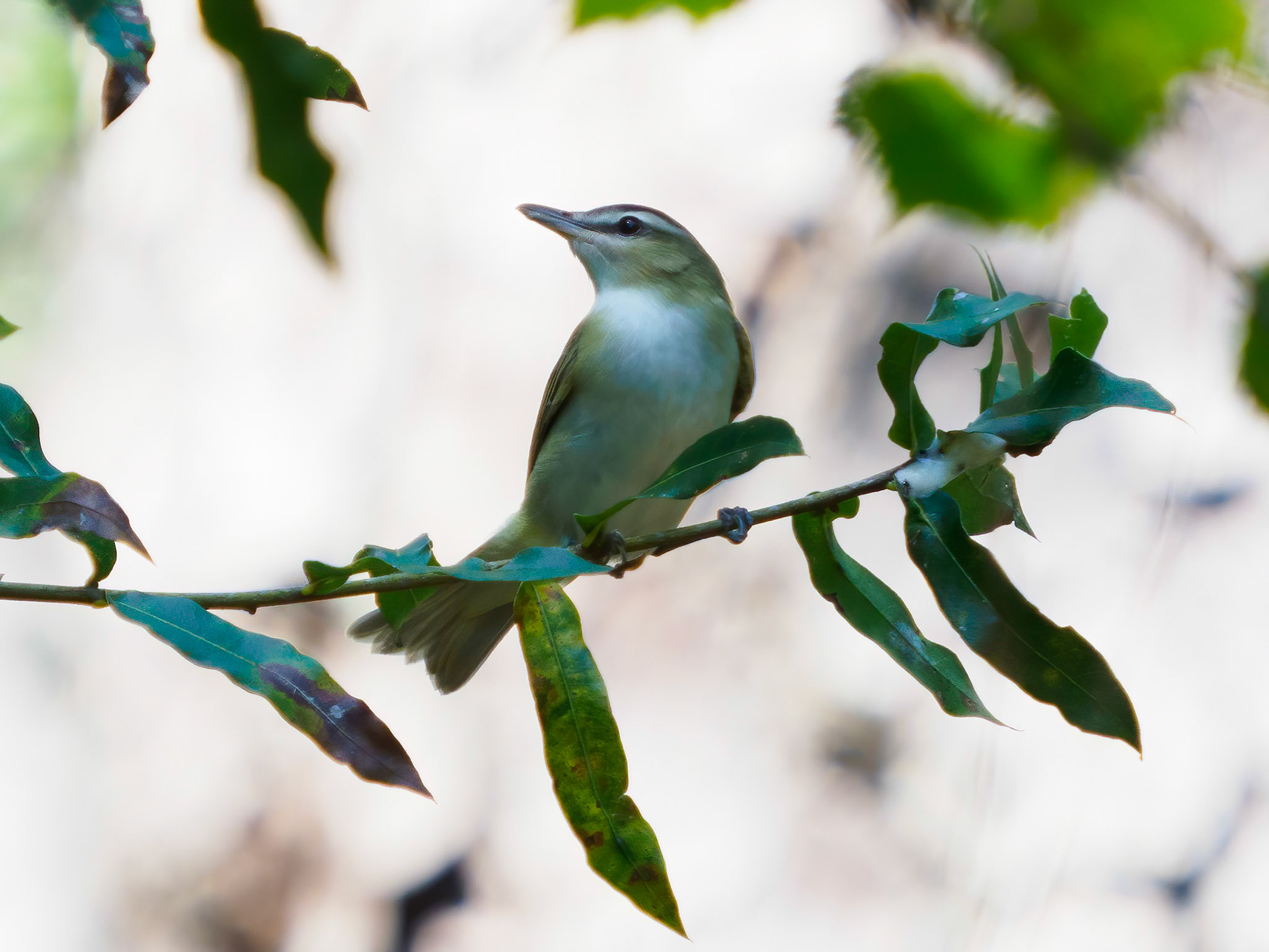 Red-eyed vireo
