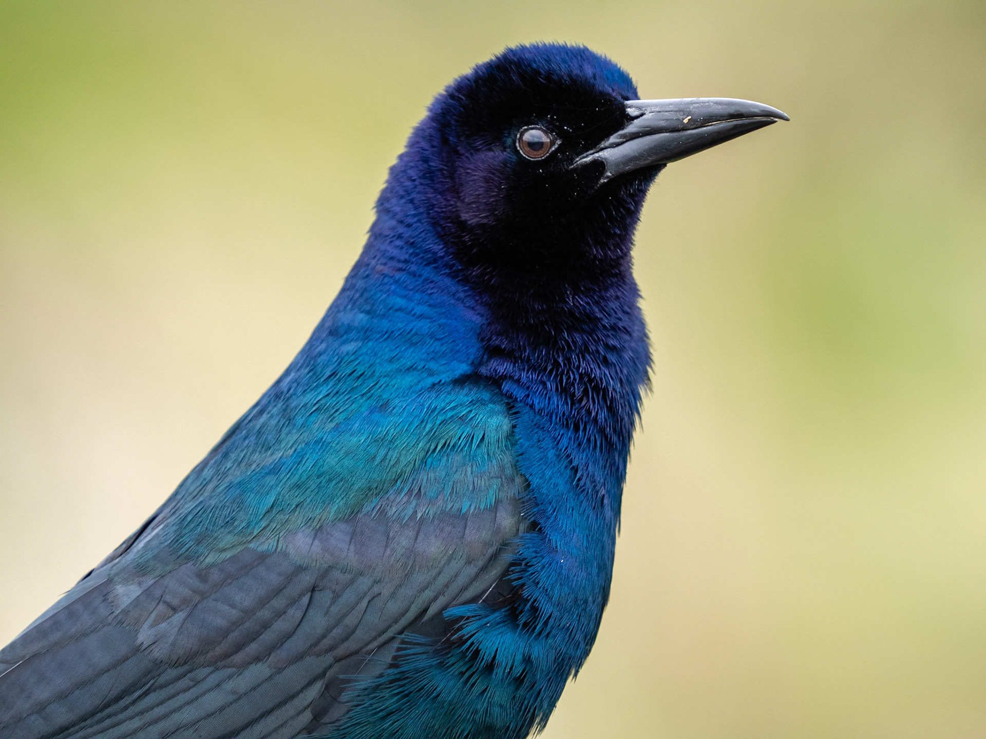 Boat-tailed grackle