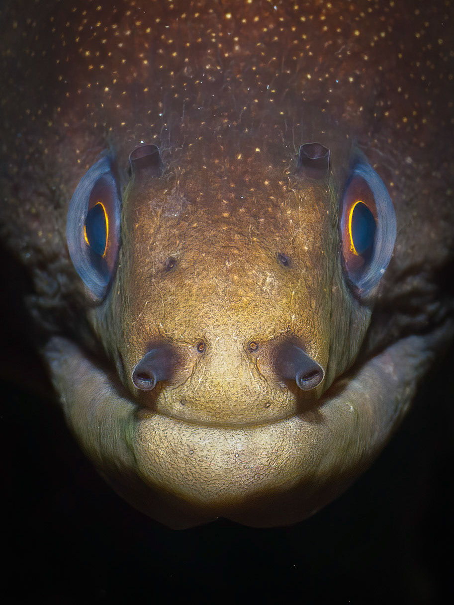 Goldentail moray eel