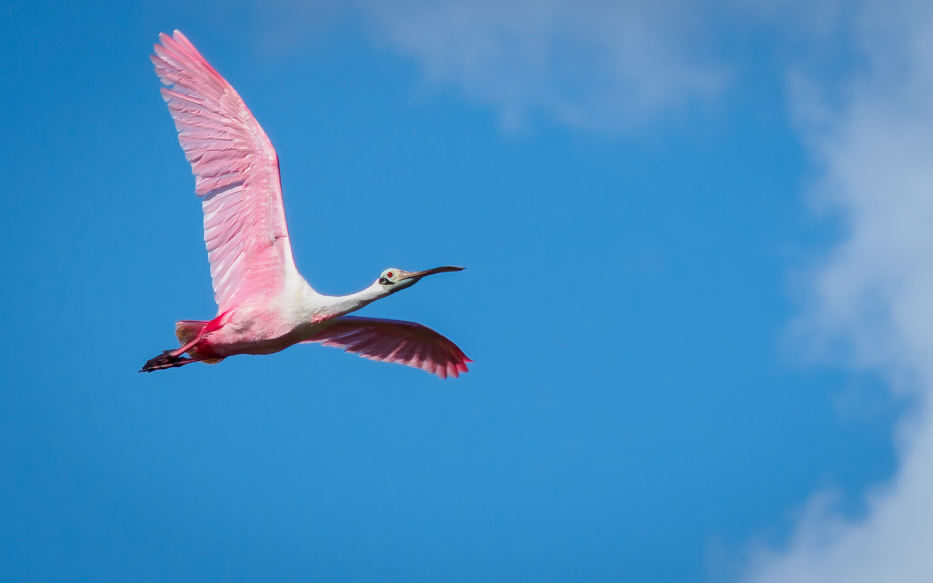 Roseate spoonbill in flight