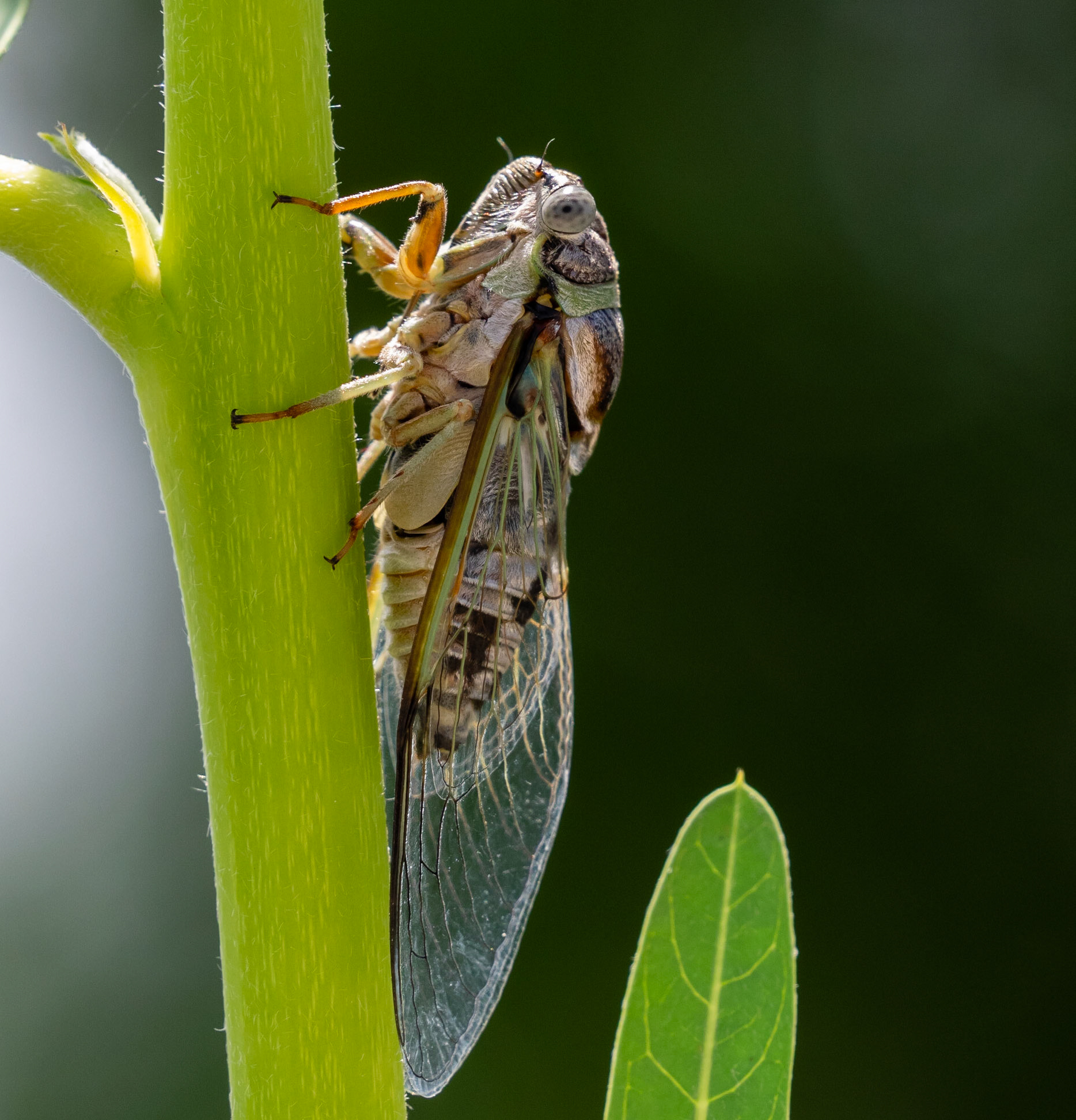 Cicada