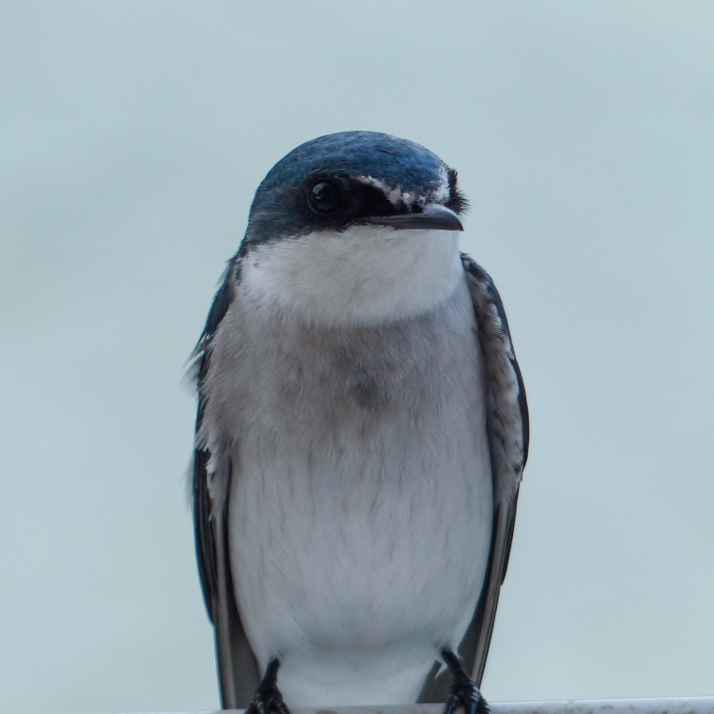Tree swallow
