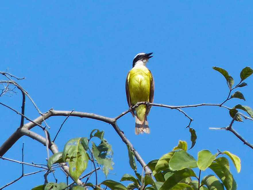 Great kiskadee