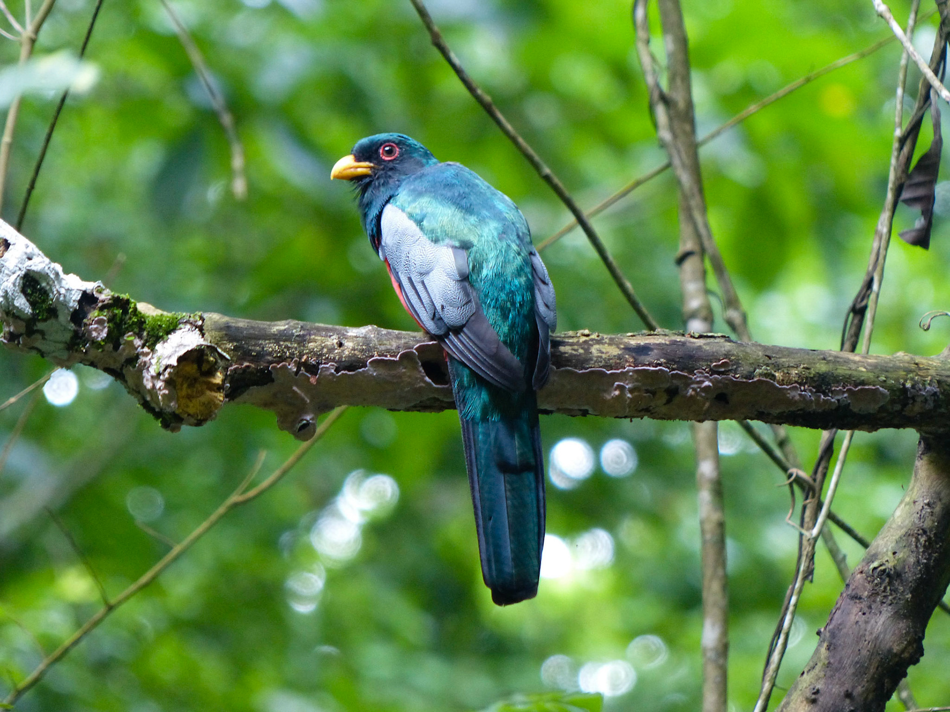 Black-tailed trogon