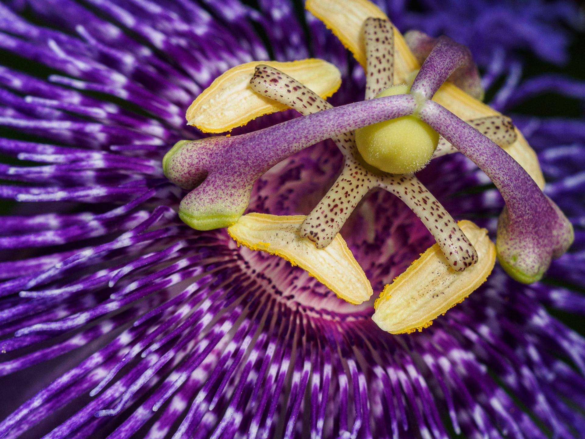 Passion flower