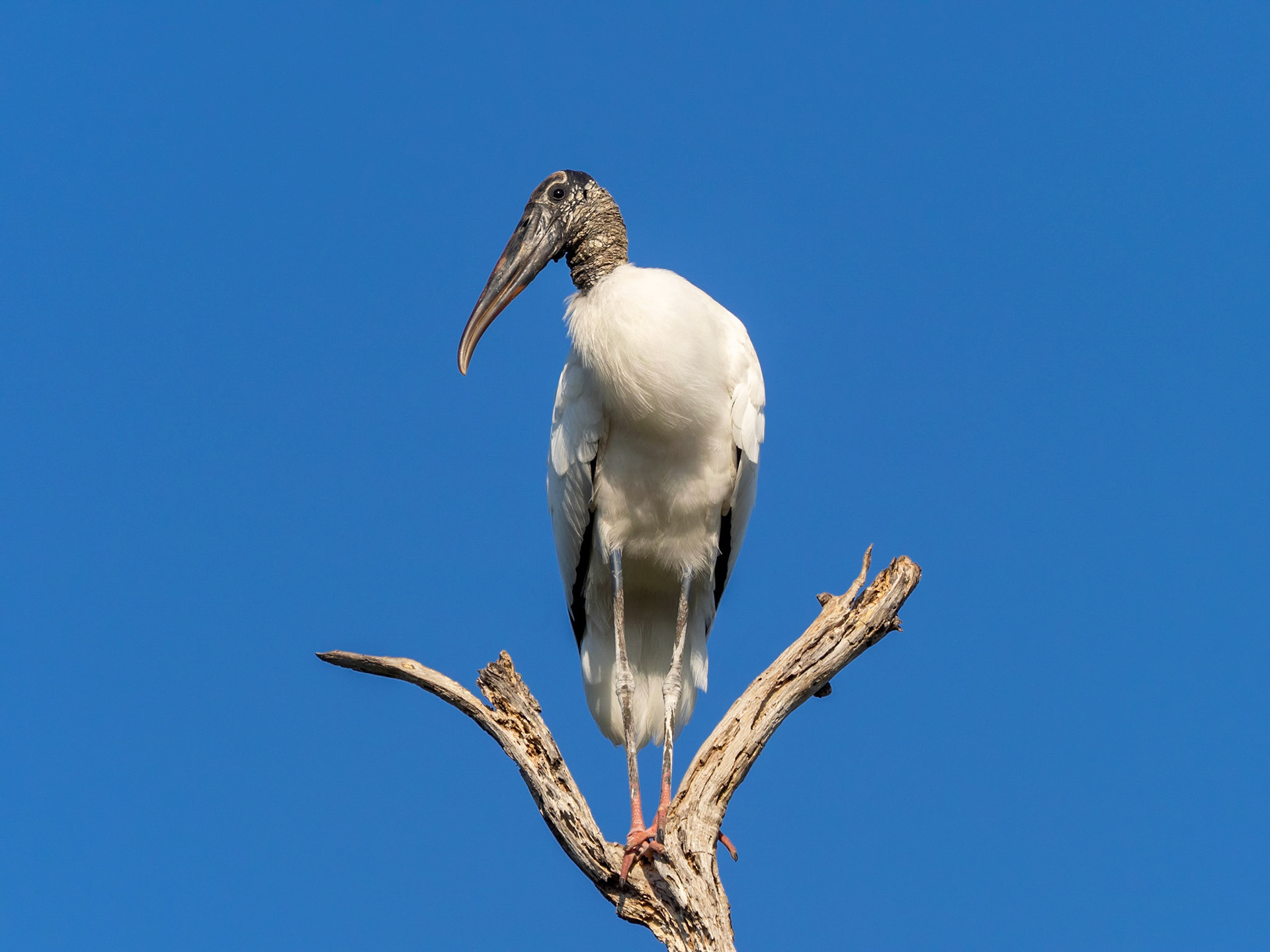 Wood stork
