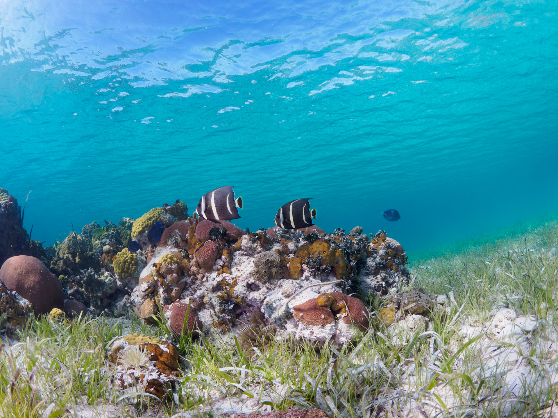 Intermediate gray angelfish on patch reef