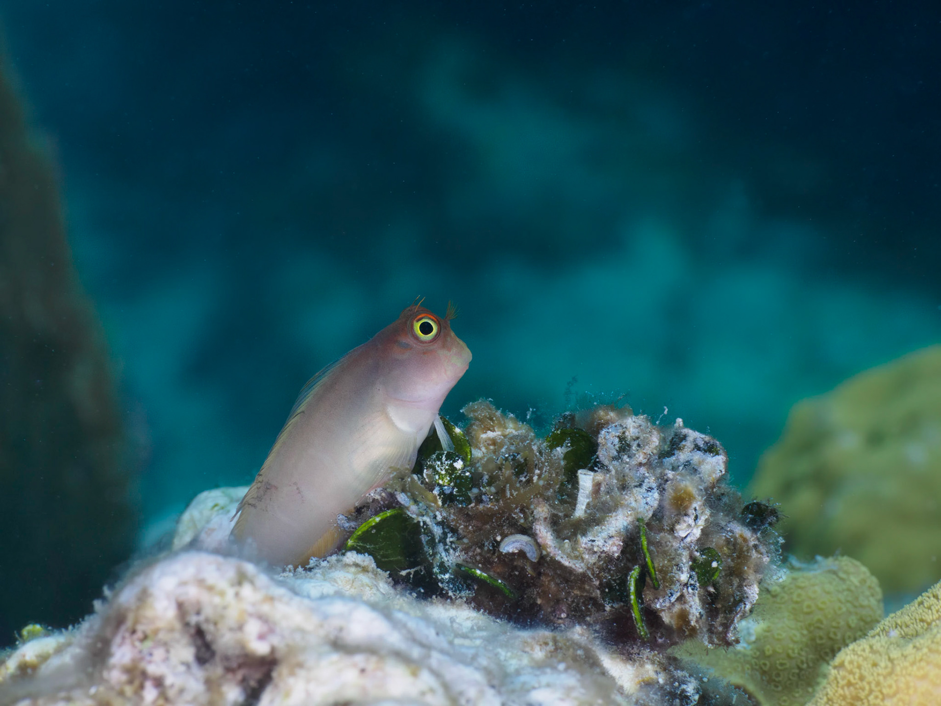 Redlip blenny bicolor phase