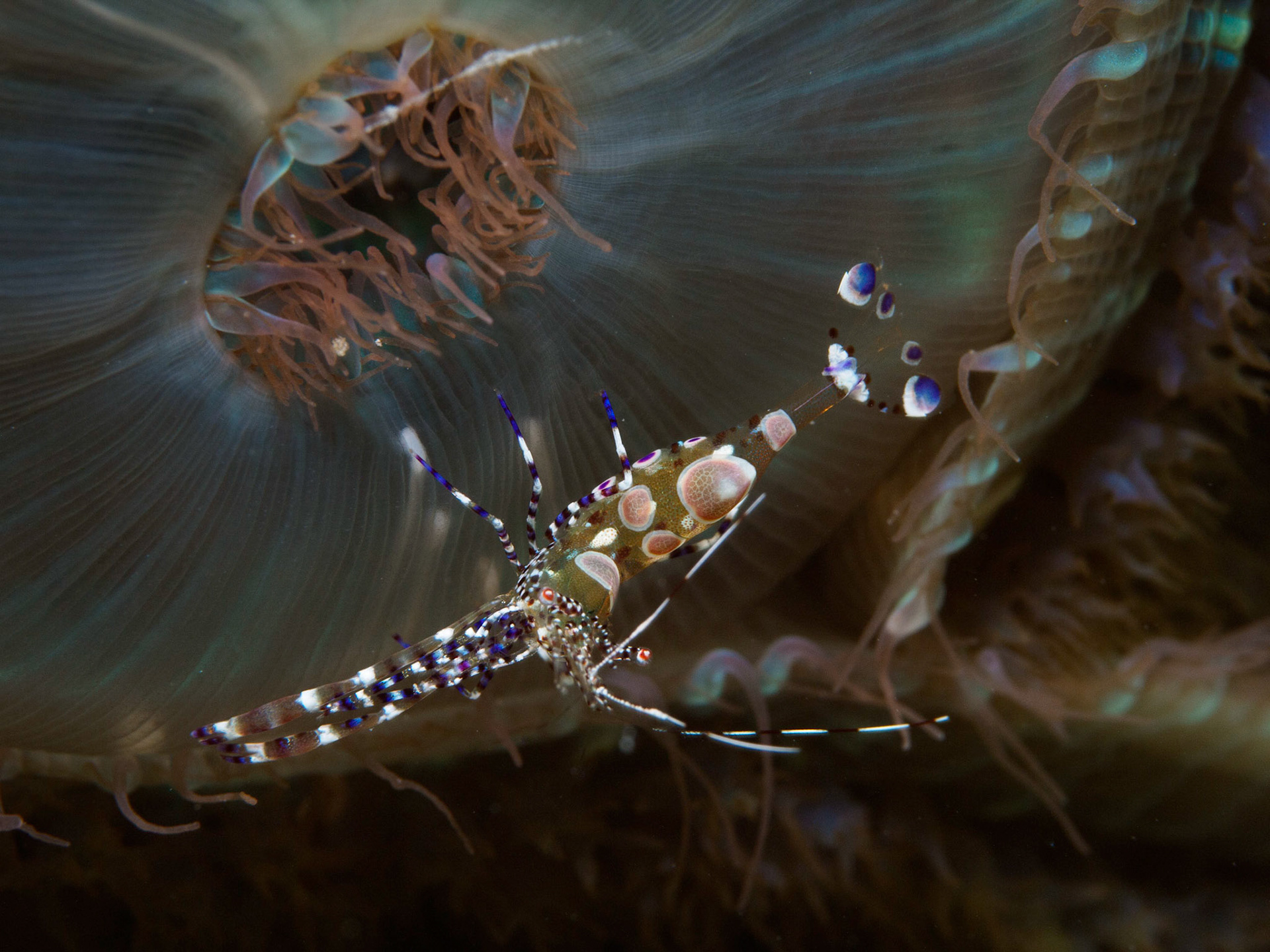 Spotted cleaner shrimp on a closed warty corallimorph