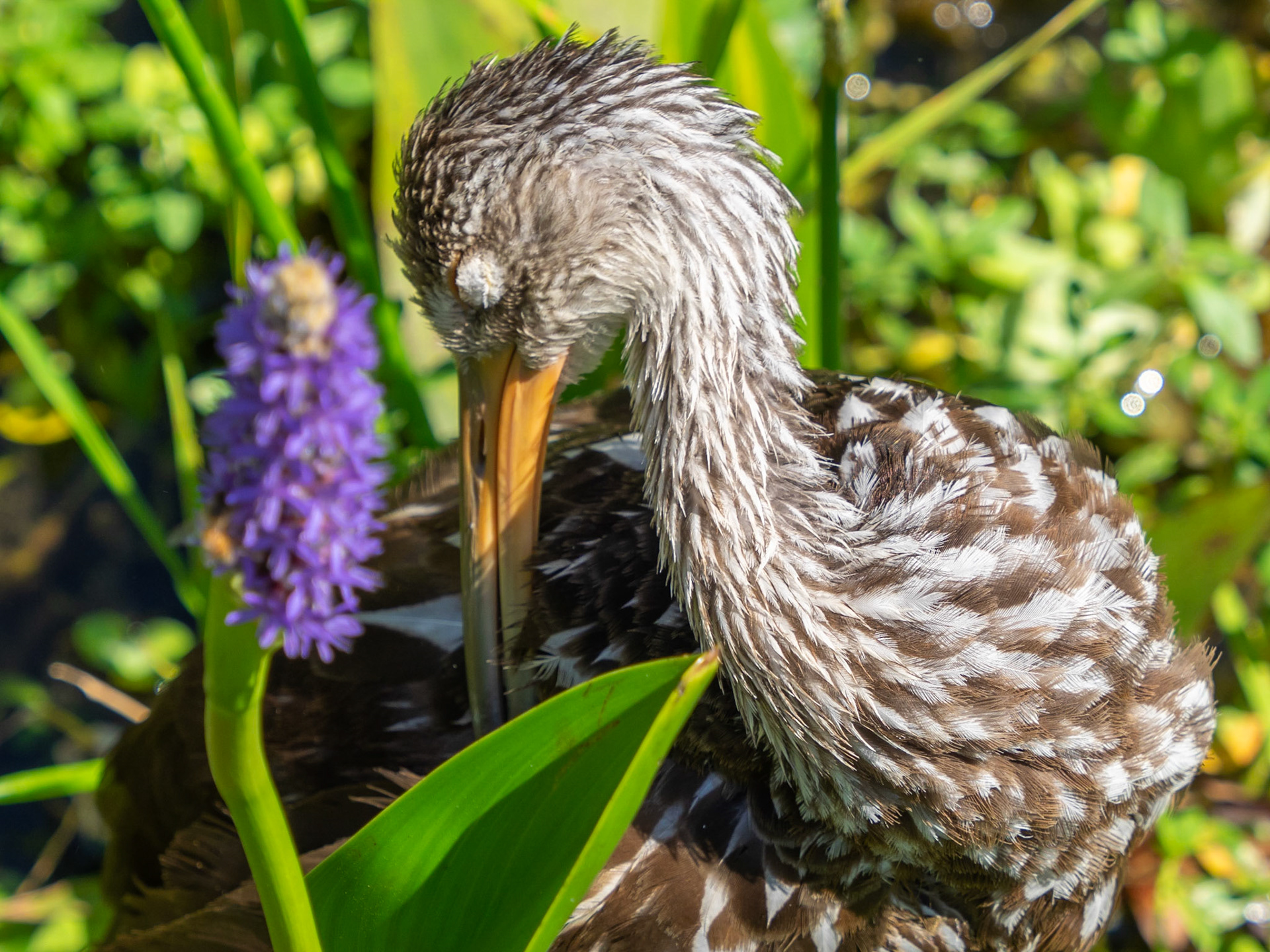 Limpkin